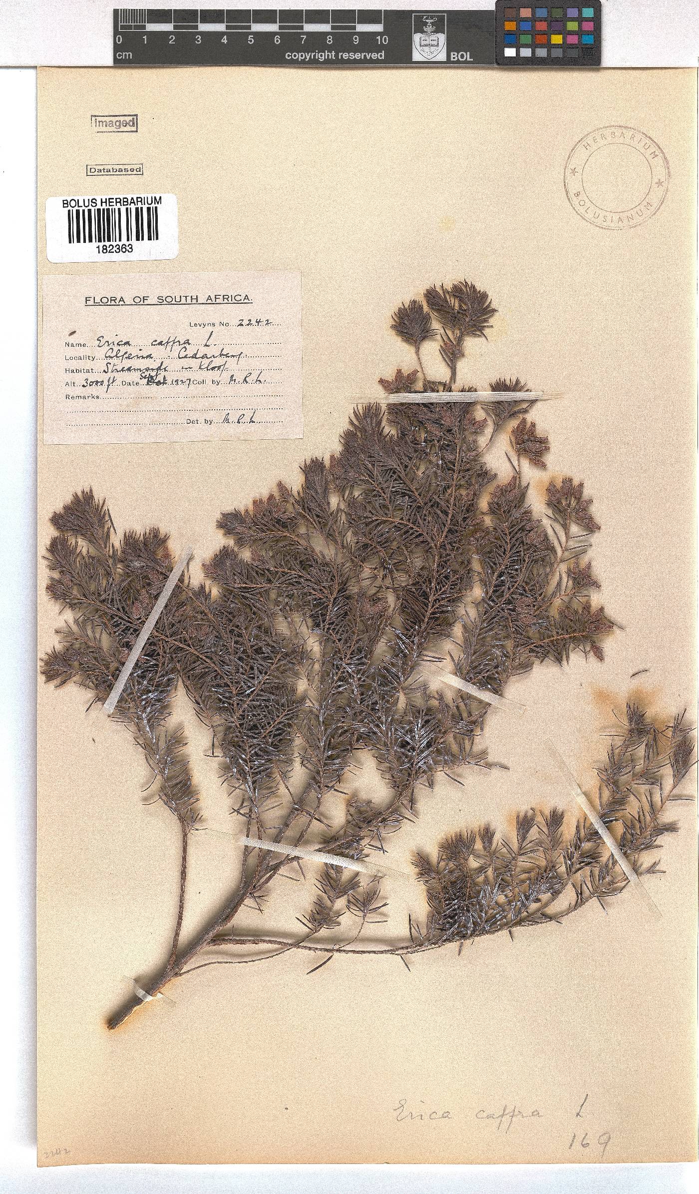 Erica afra image