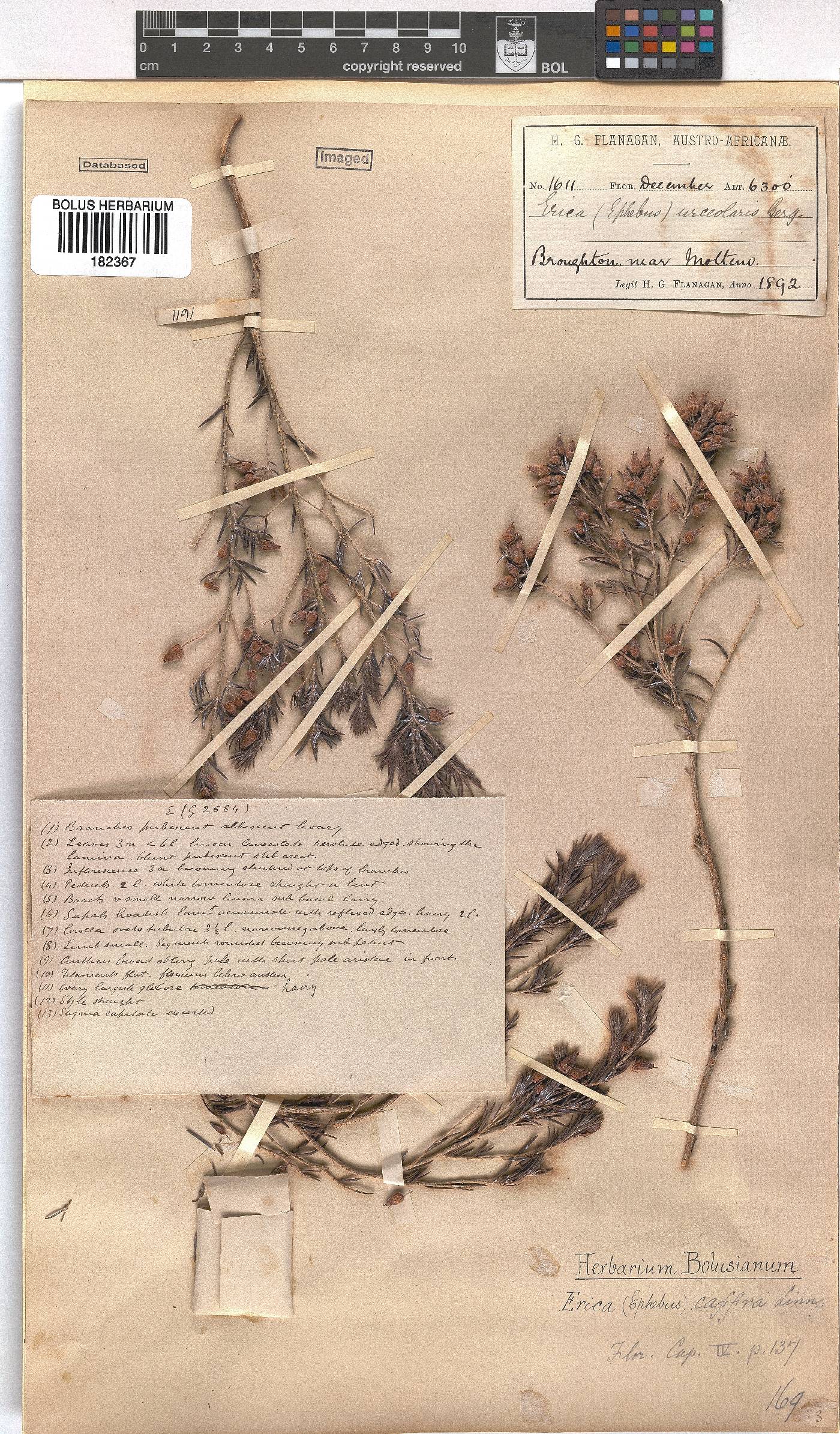 Erica afra image