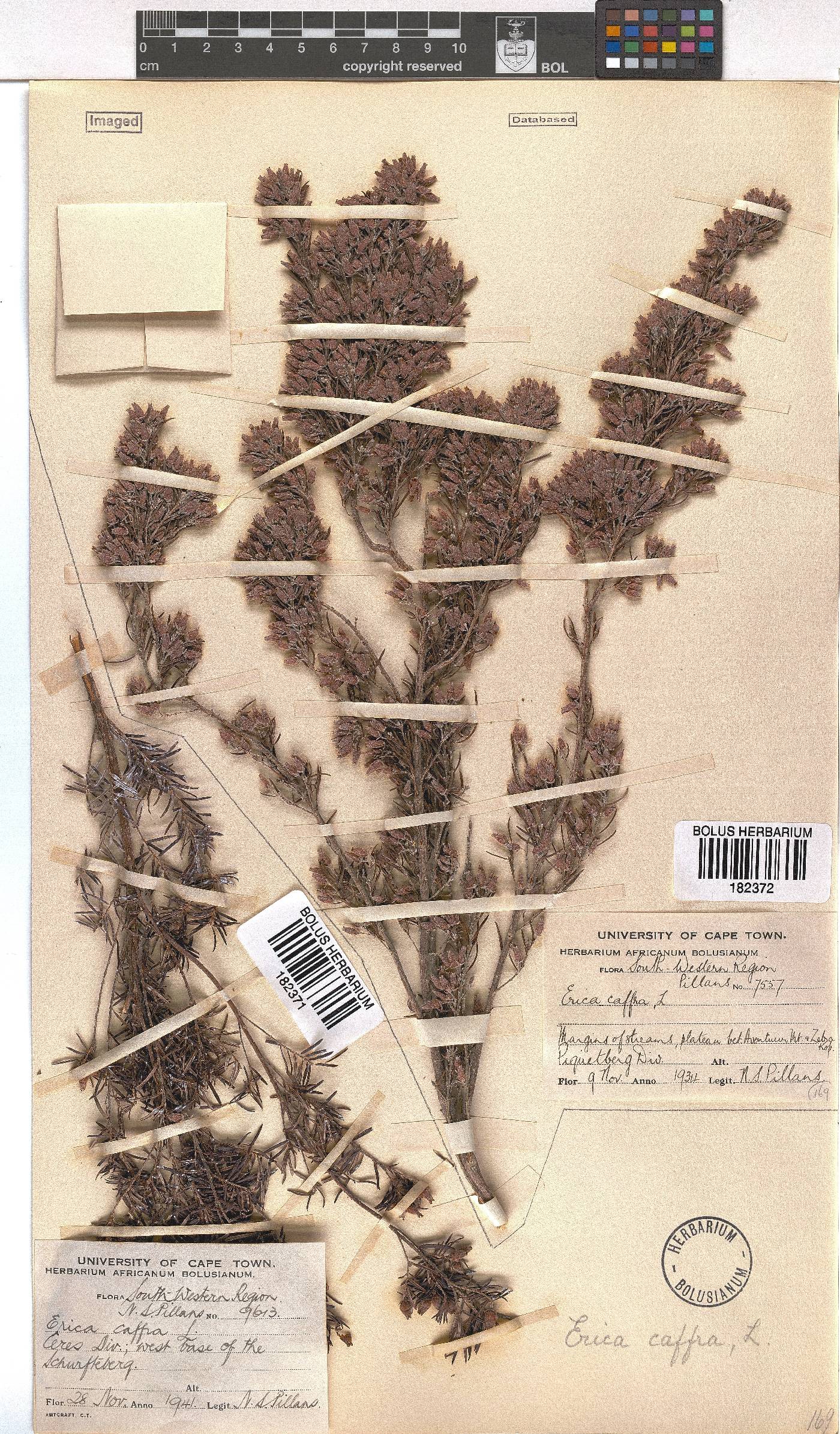 Erica afra image