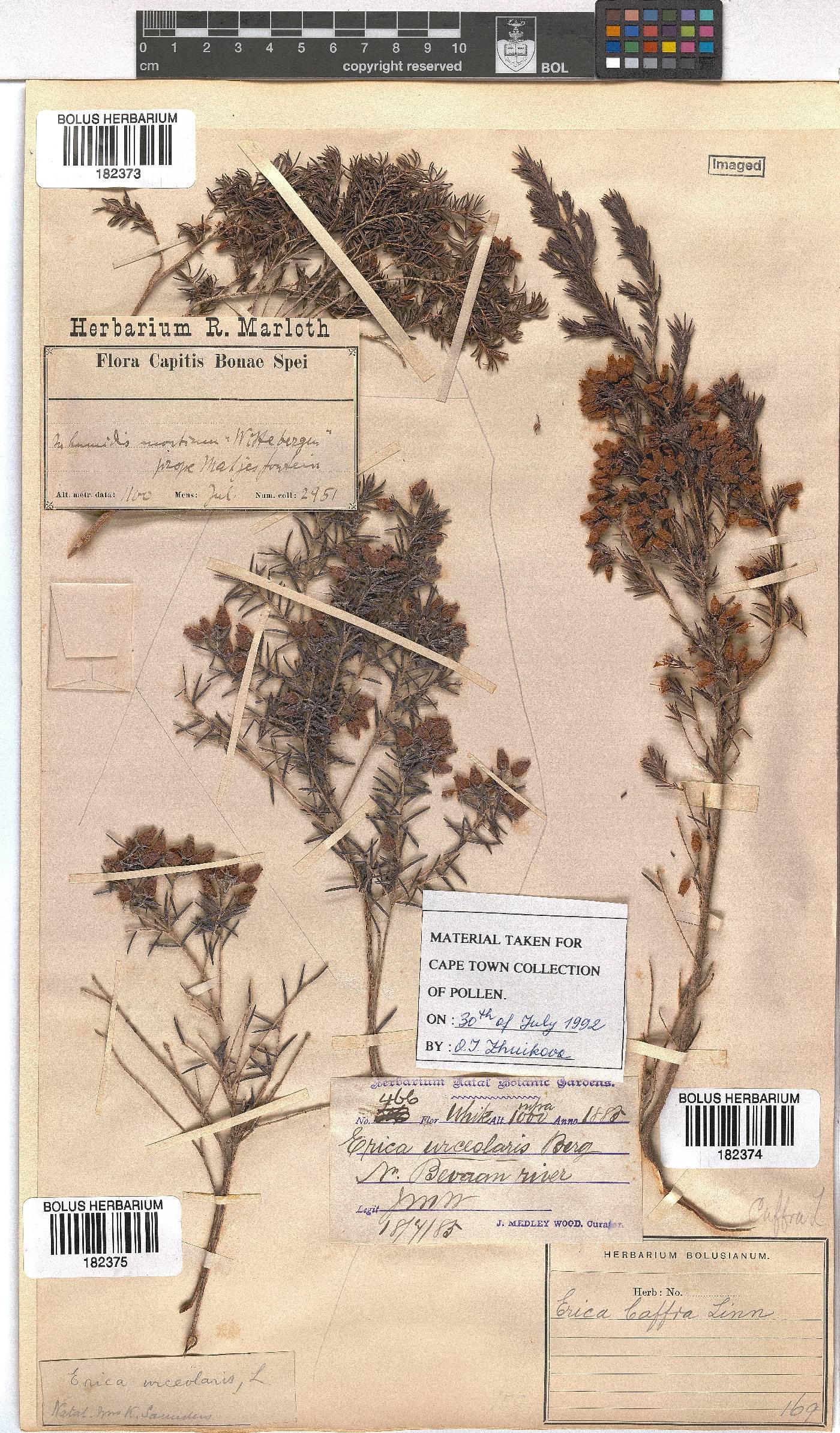 Erica afra image