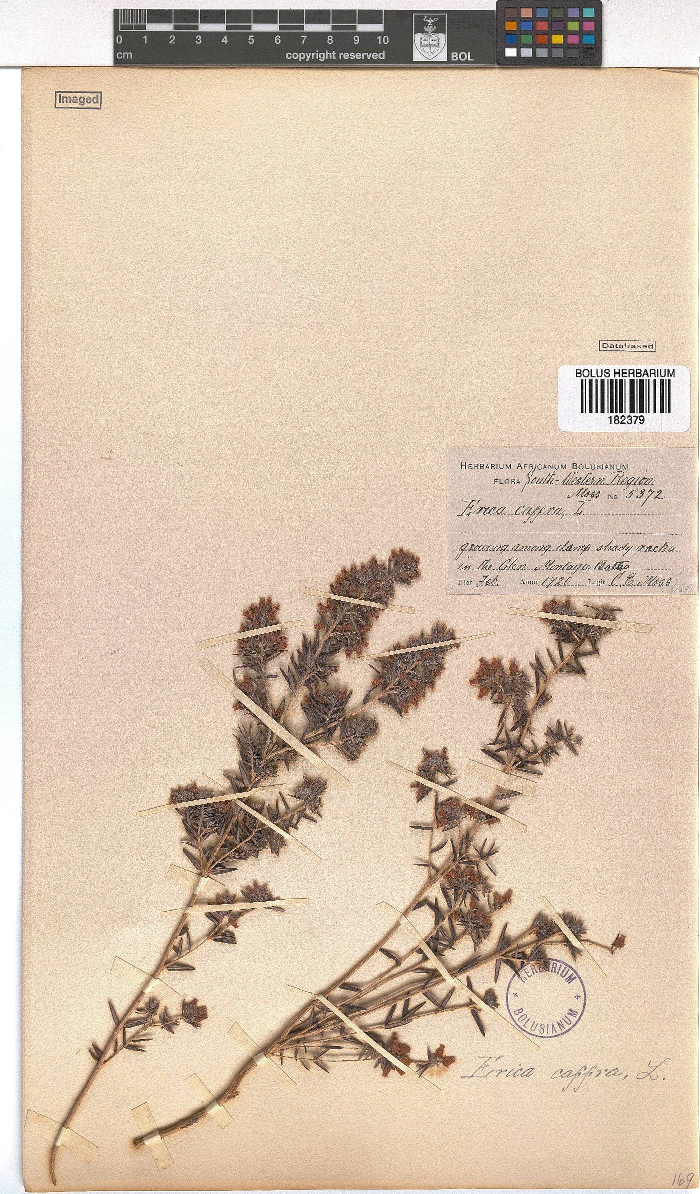 Erica afra image