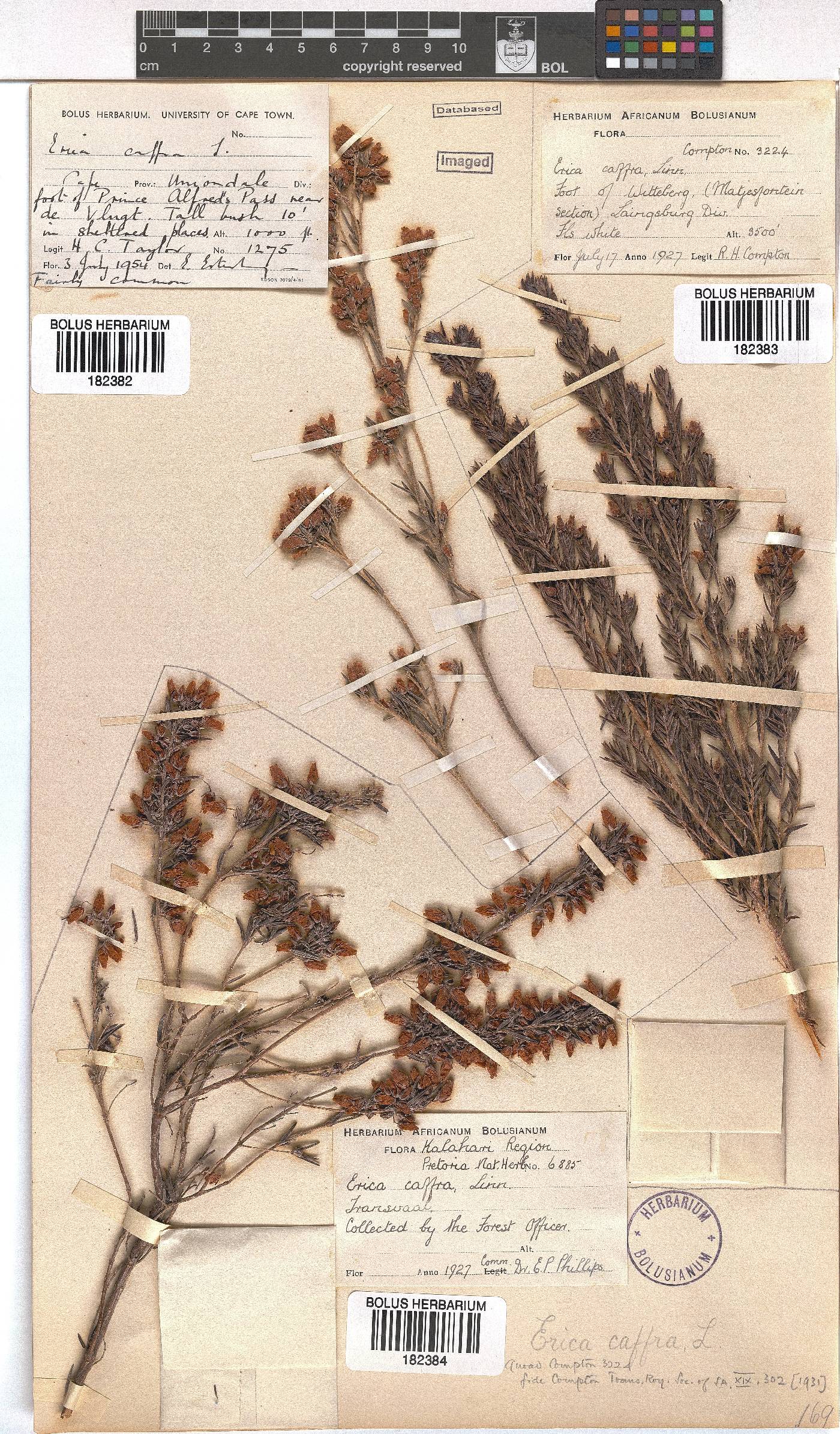 Erica afra image