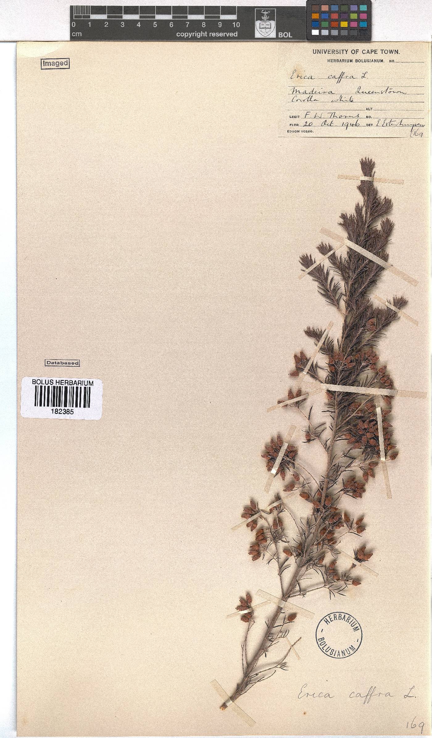 Erica afra image