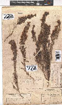 Erica pubescens image