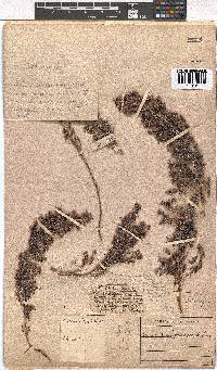 Erica pubescens image