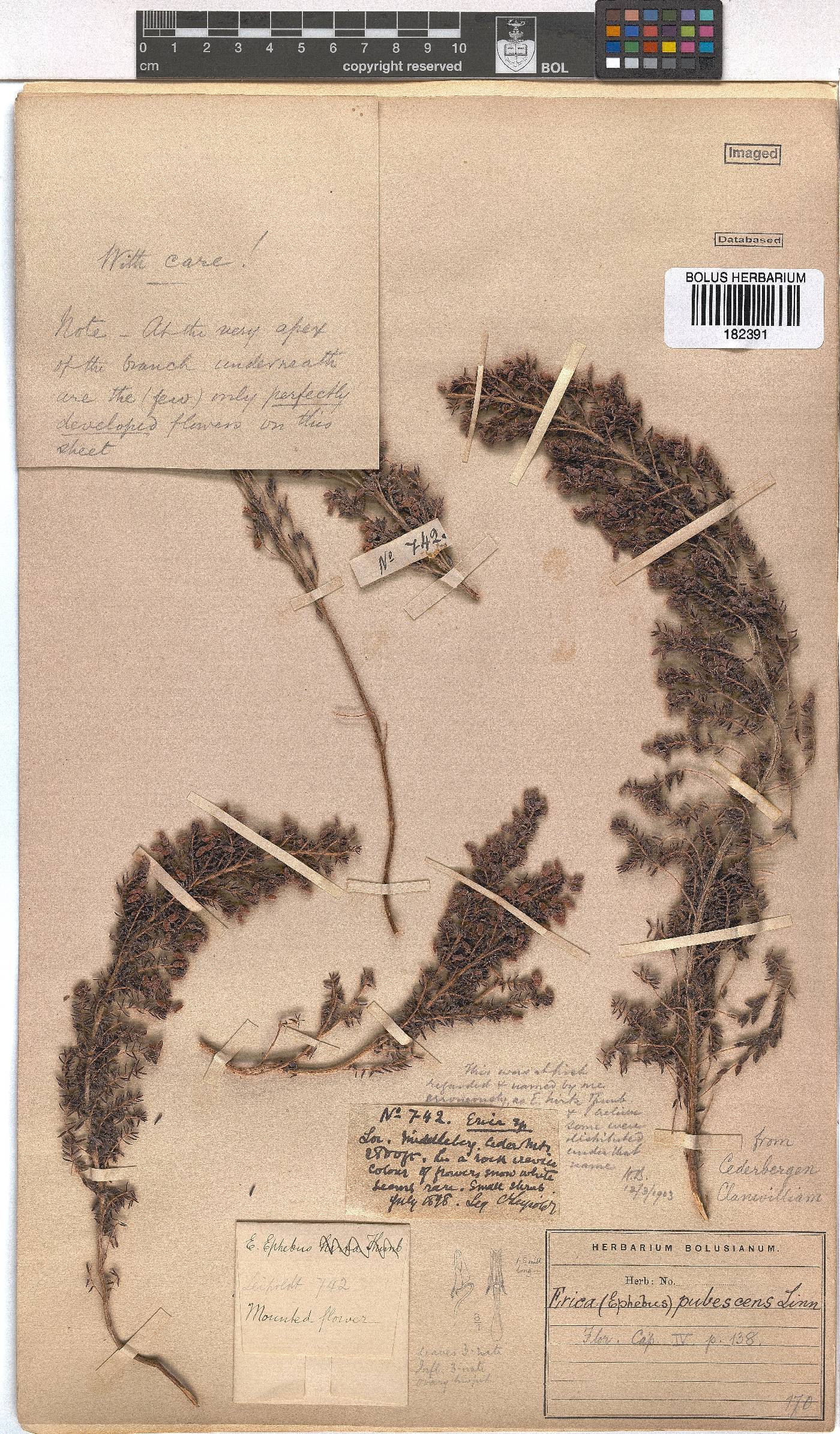 Erica pubescens image