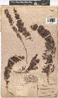 Erica pubescens image