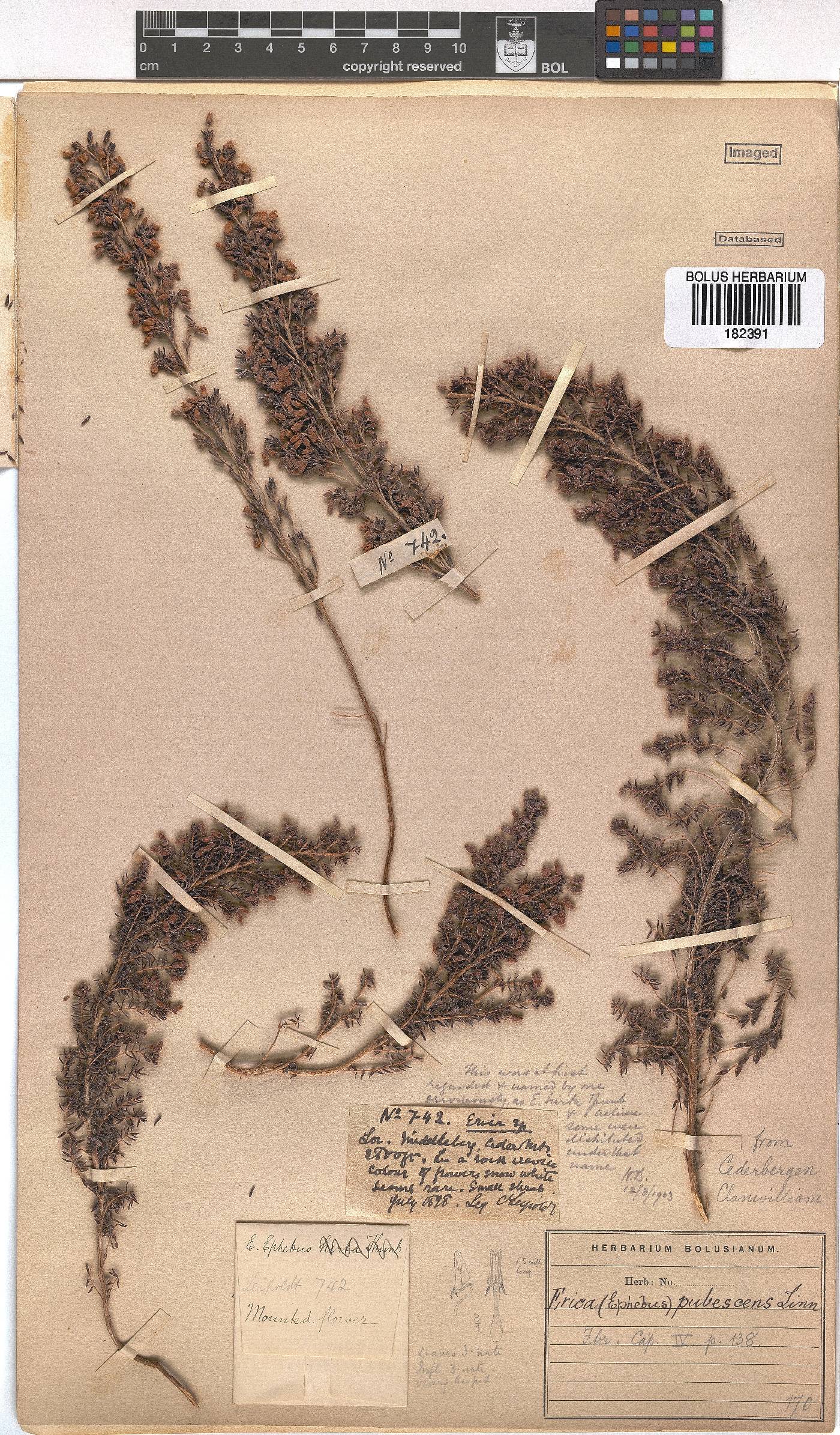 Erica pubescens image