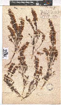 Erica pubescens image