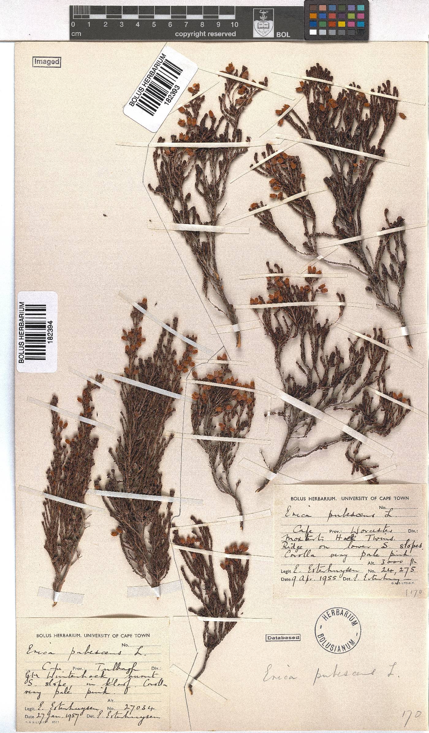 Erica pubescens image