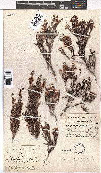 Erica pubescens image