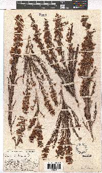 Erica pubescens image