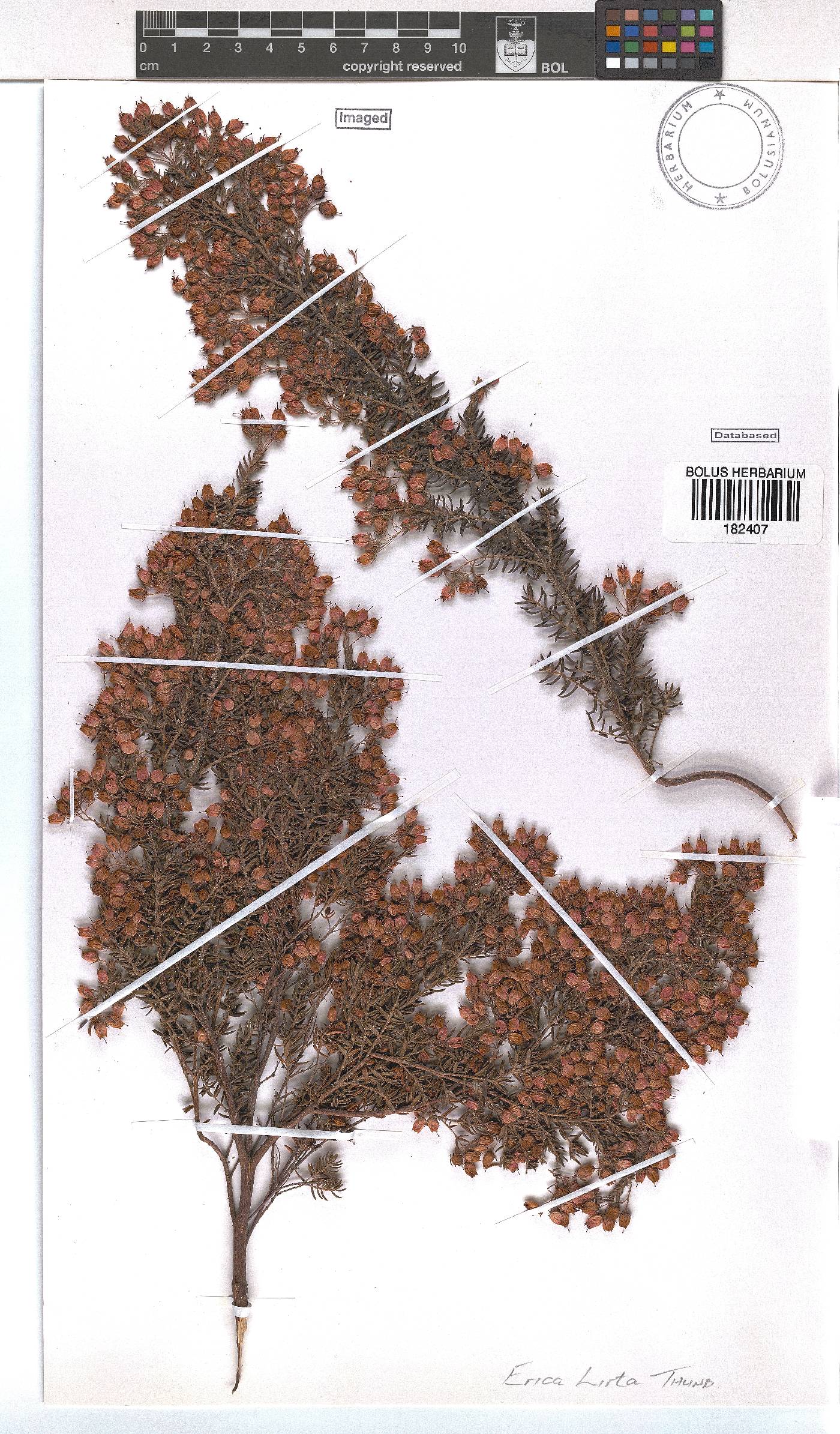 Erica hirta image