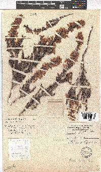 Erica pubescens image