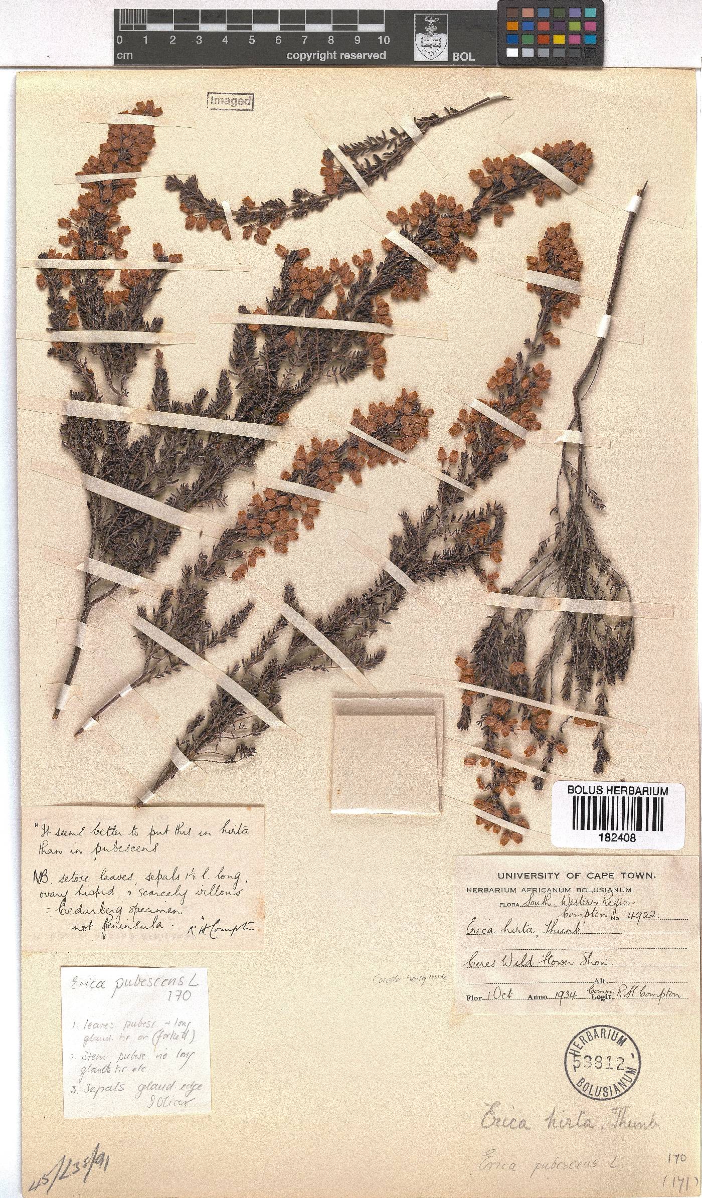 Erica pubescens image