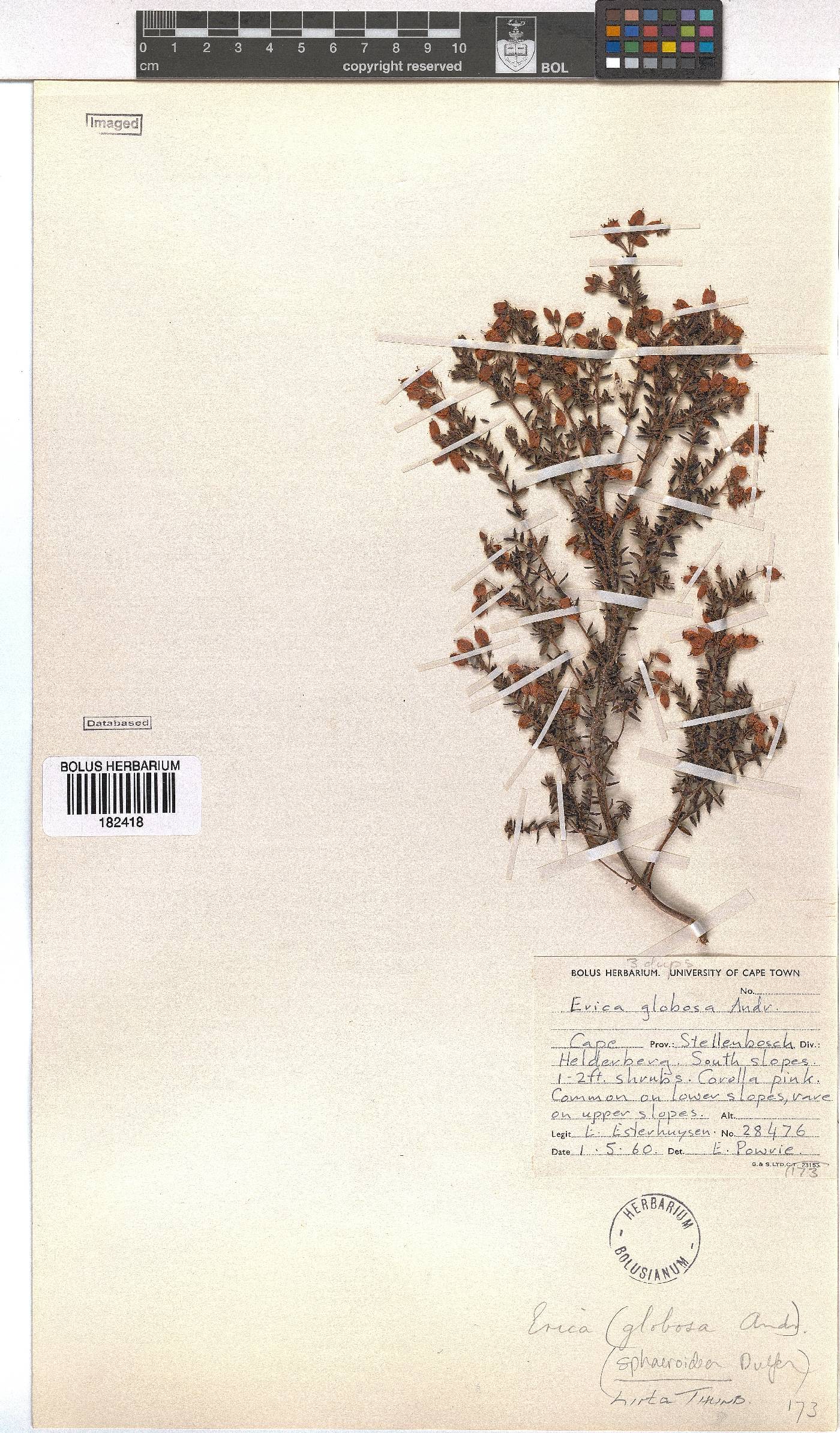 Erica hirta image