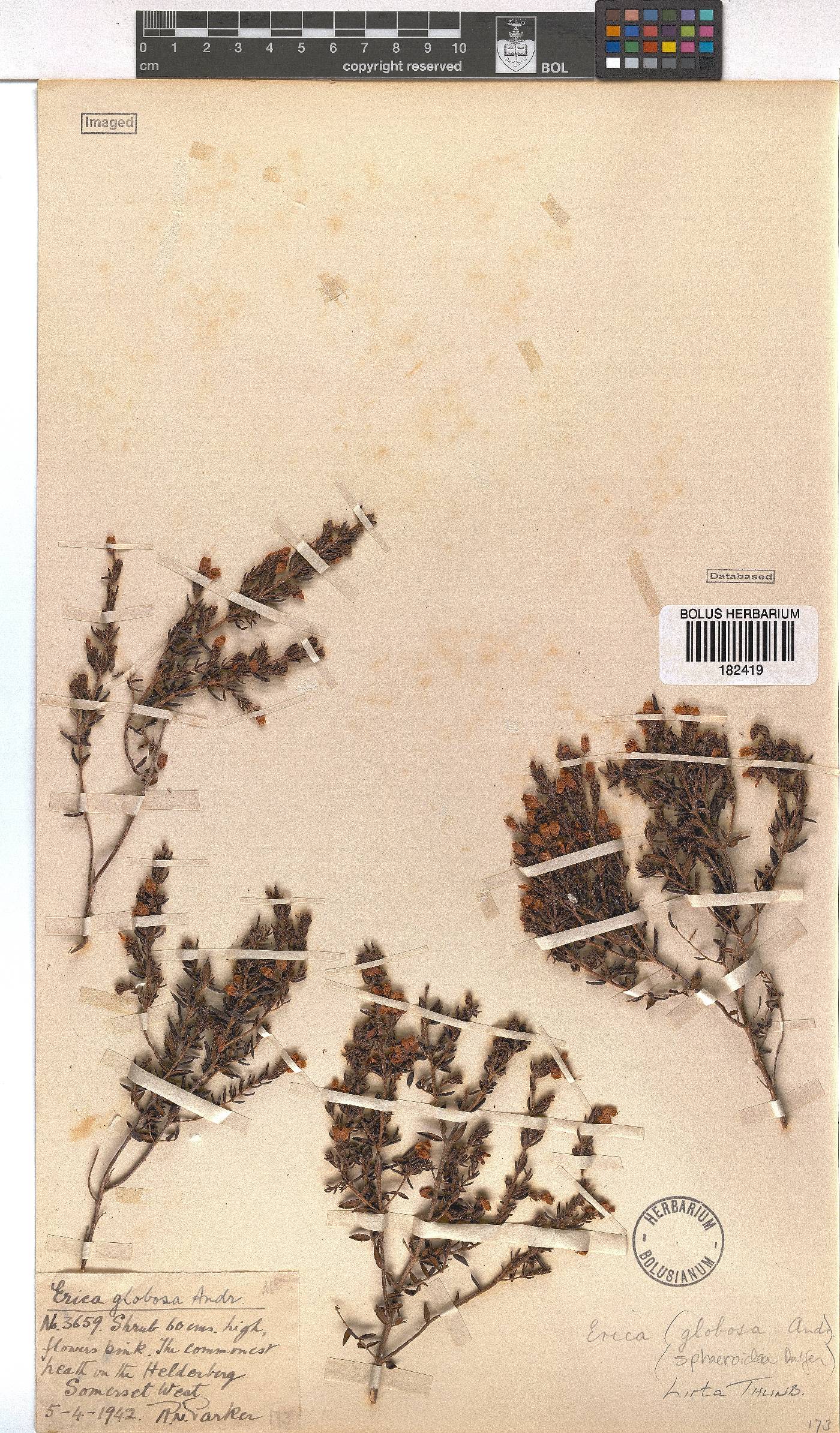 Erica hirta image
