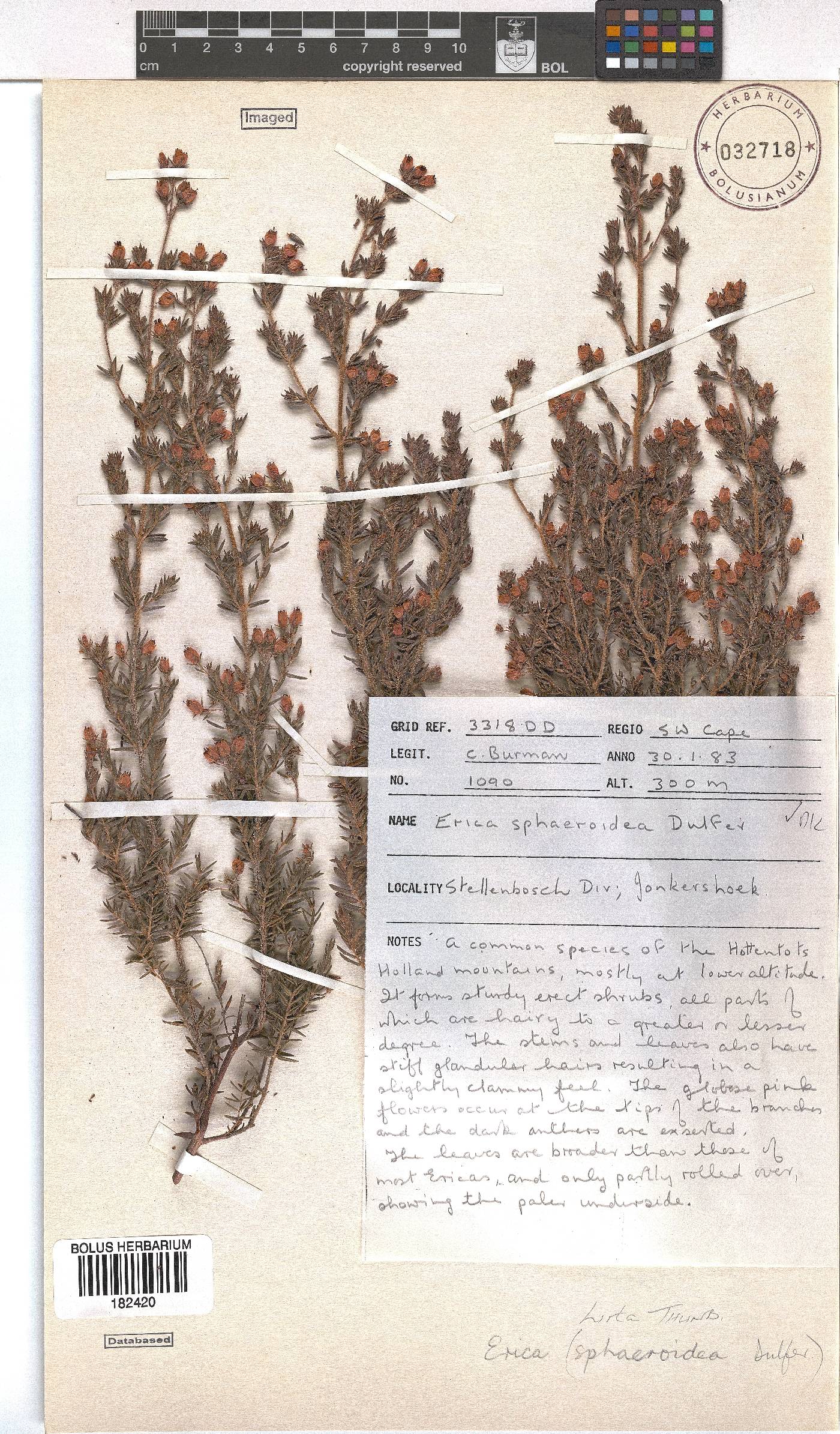Erica hirta image