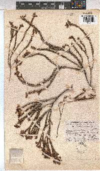 Erica lananthera image