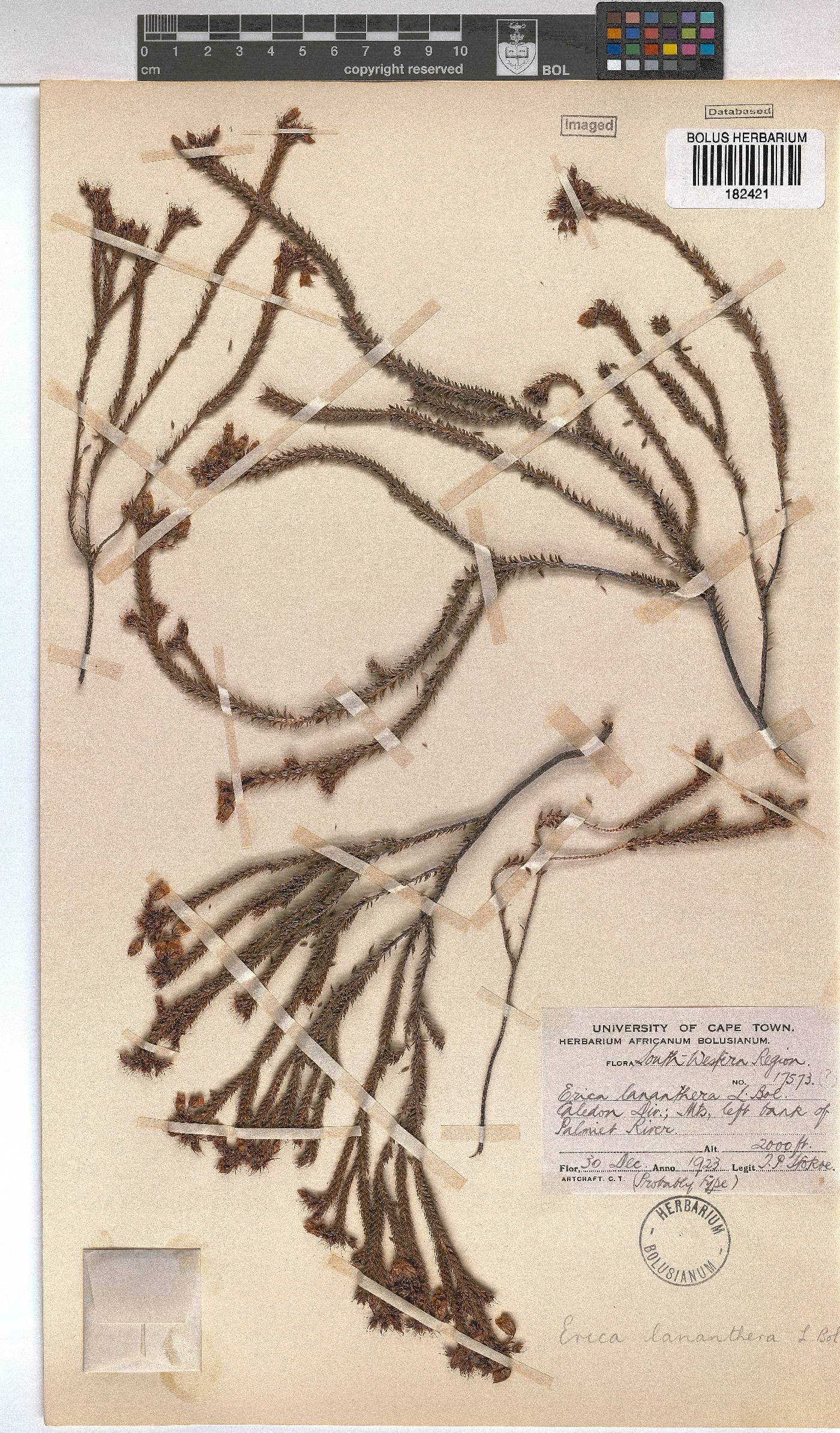 Erica lananthera image