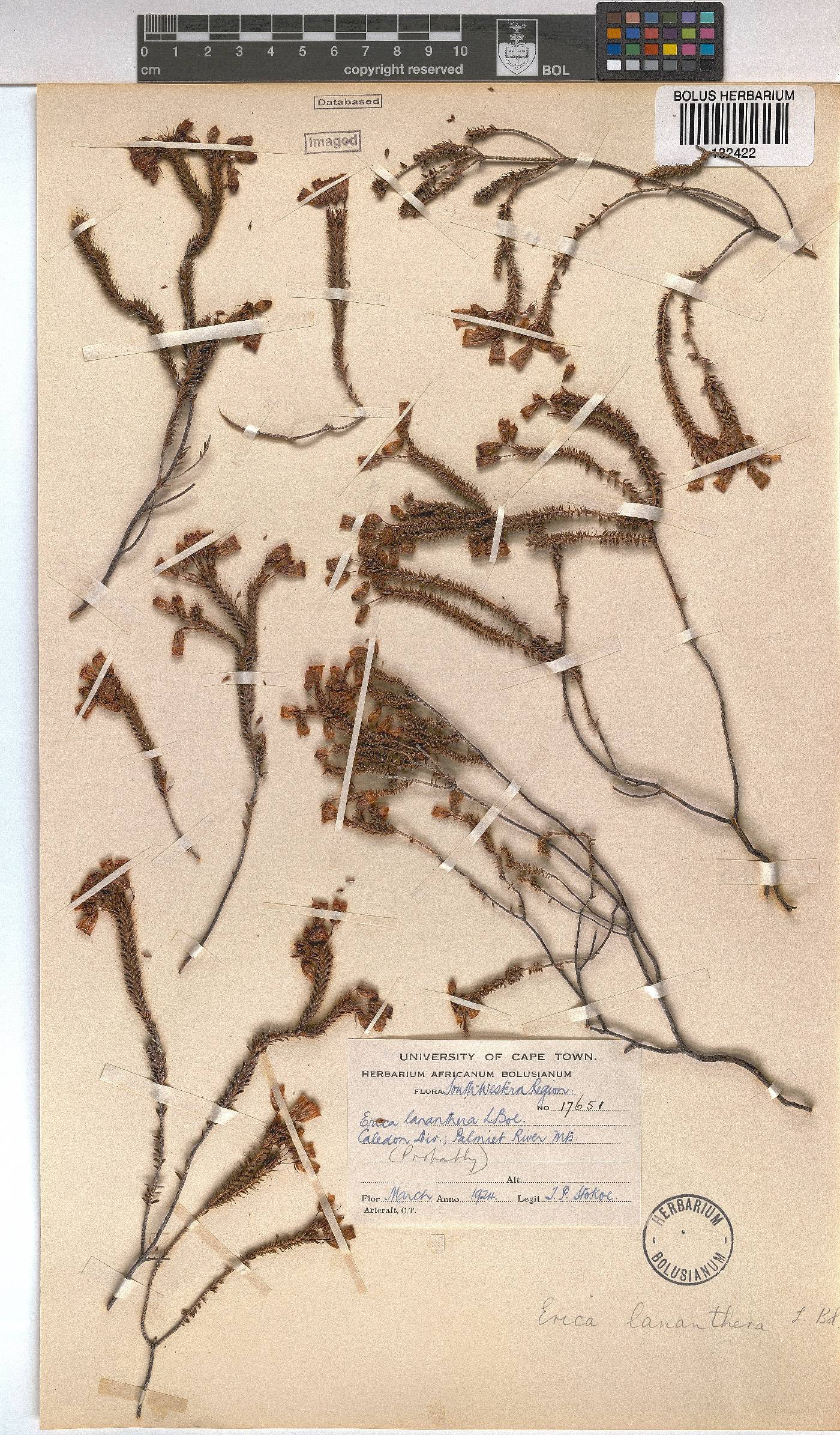 Erica lananthera image