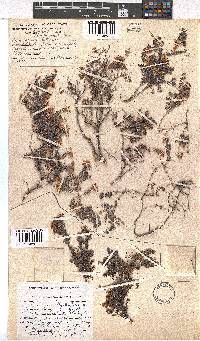 Erica argyraea image