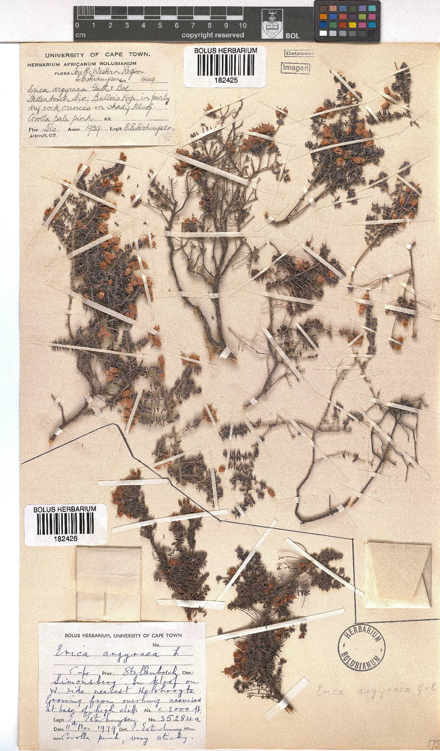 Erica argyraea image