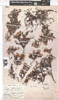 Erica argyraea image