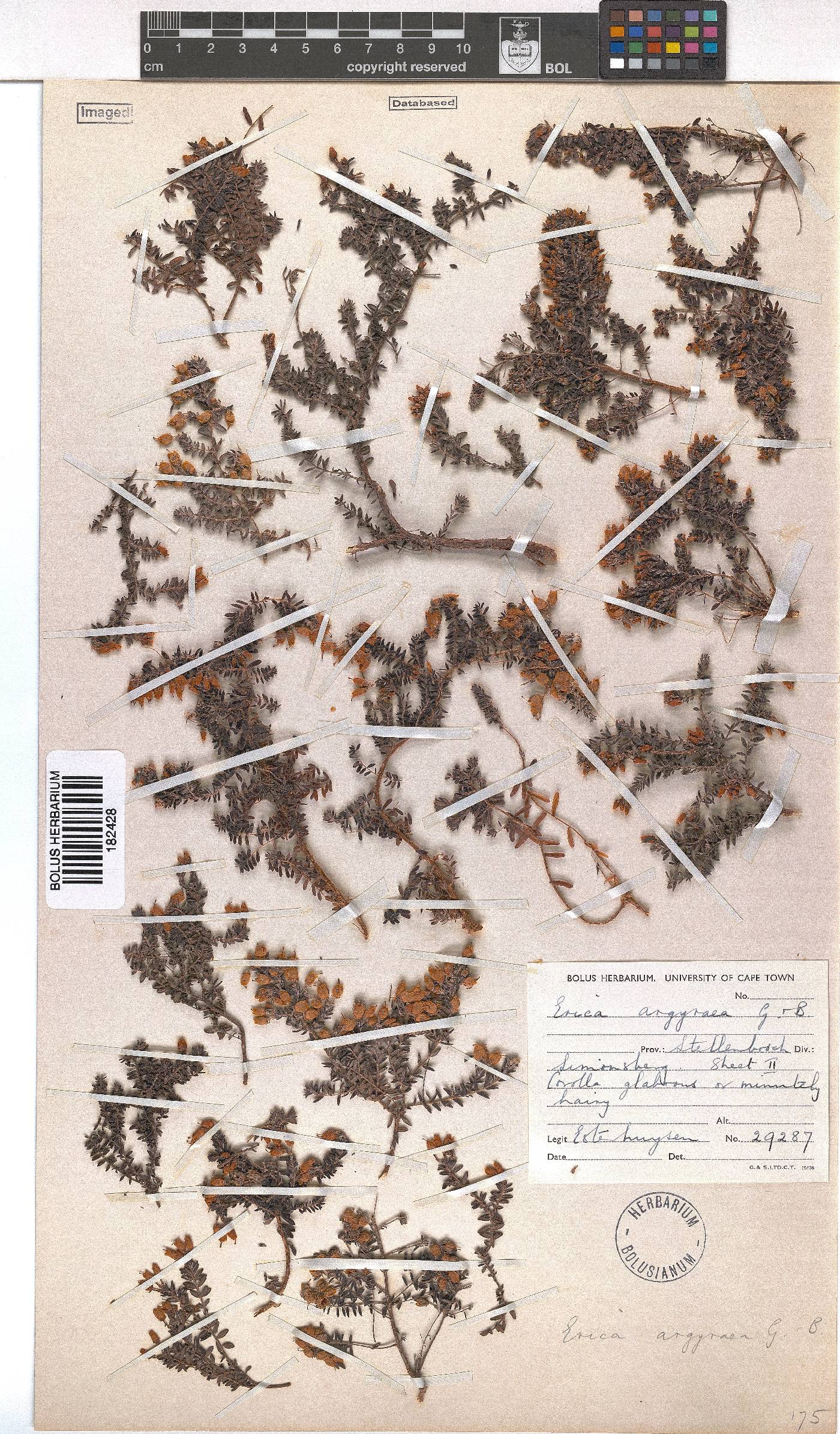 Erica argyraea image