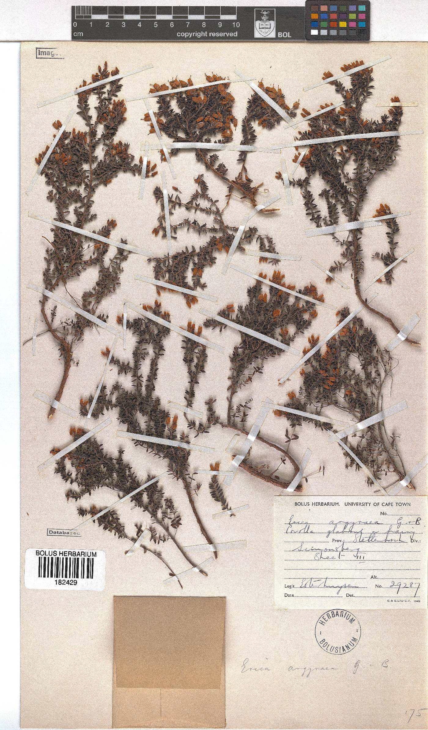 Erica argyraea image