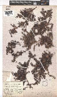 Erica argyraea image