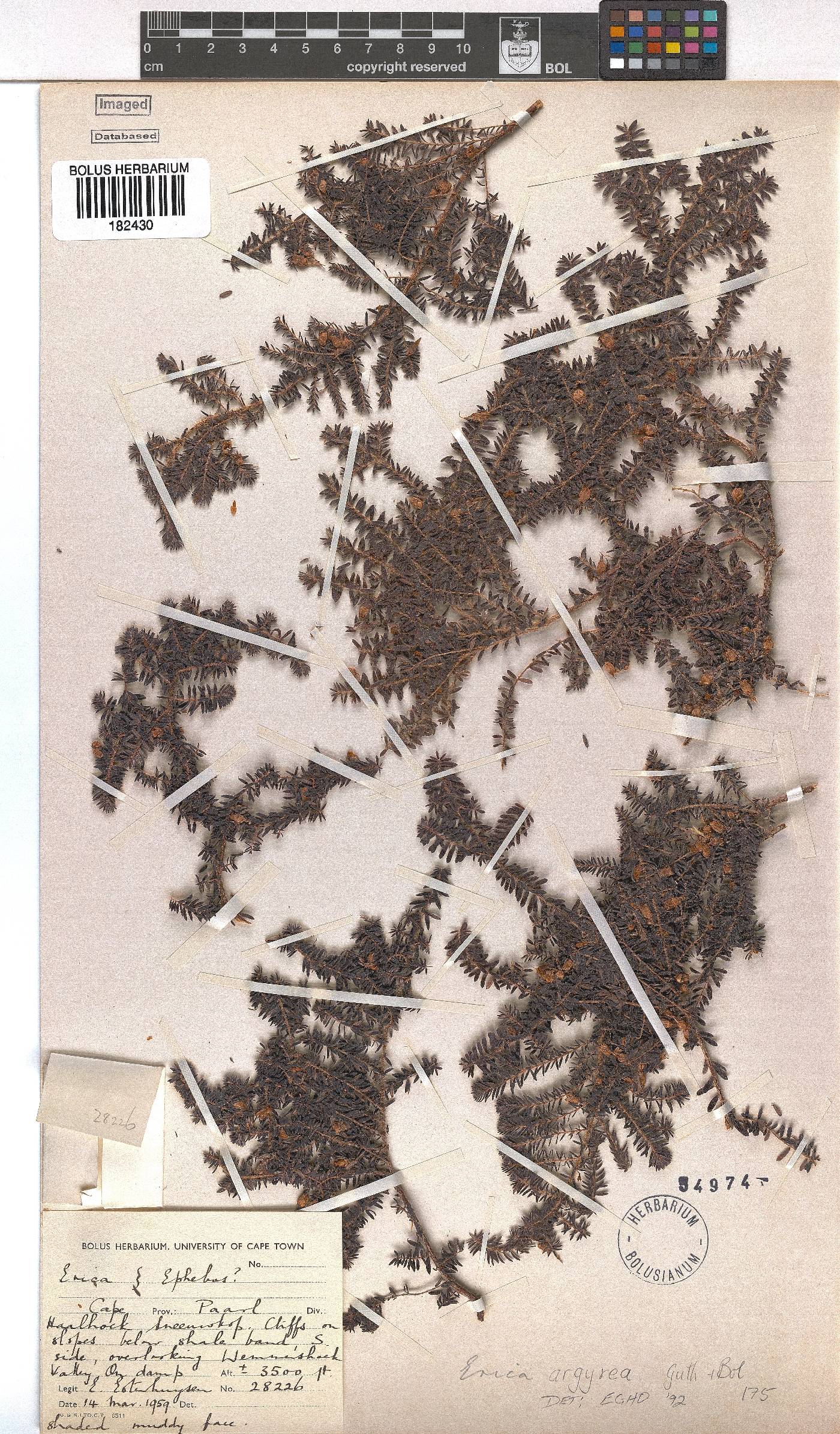 Erica argyraea image