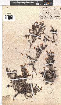 Erica argyraea image