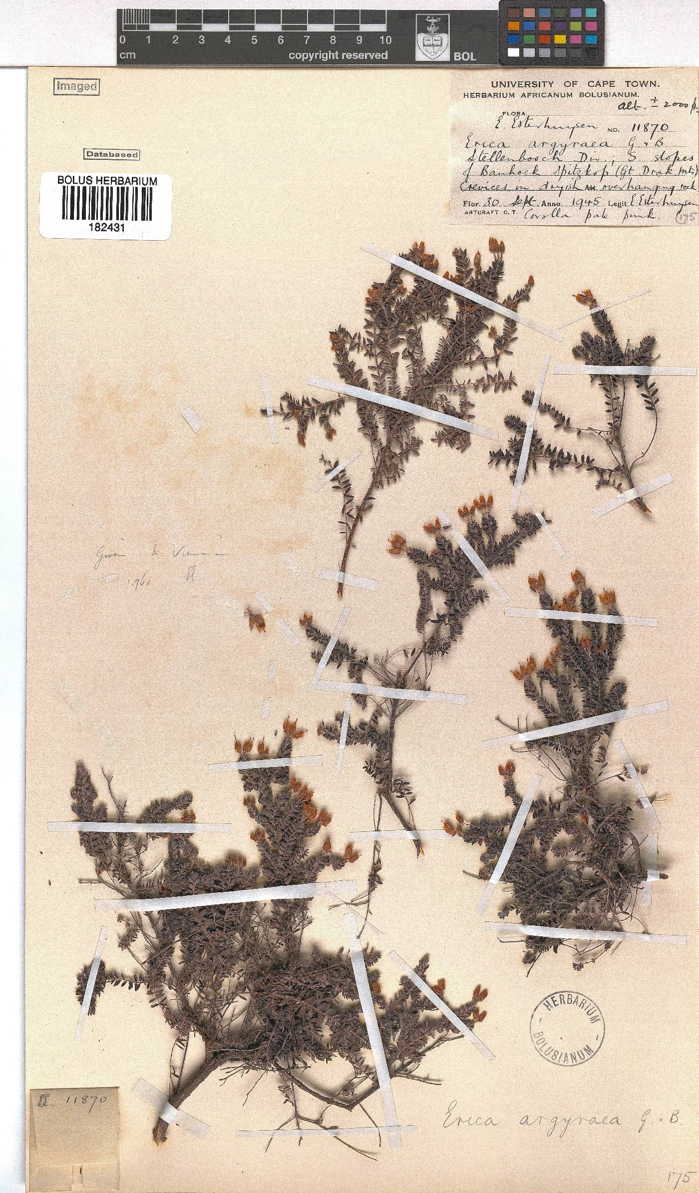 Erica argyraea image