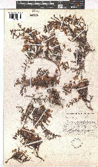 Erica argyraea image