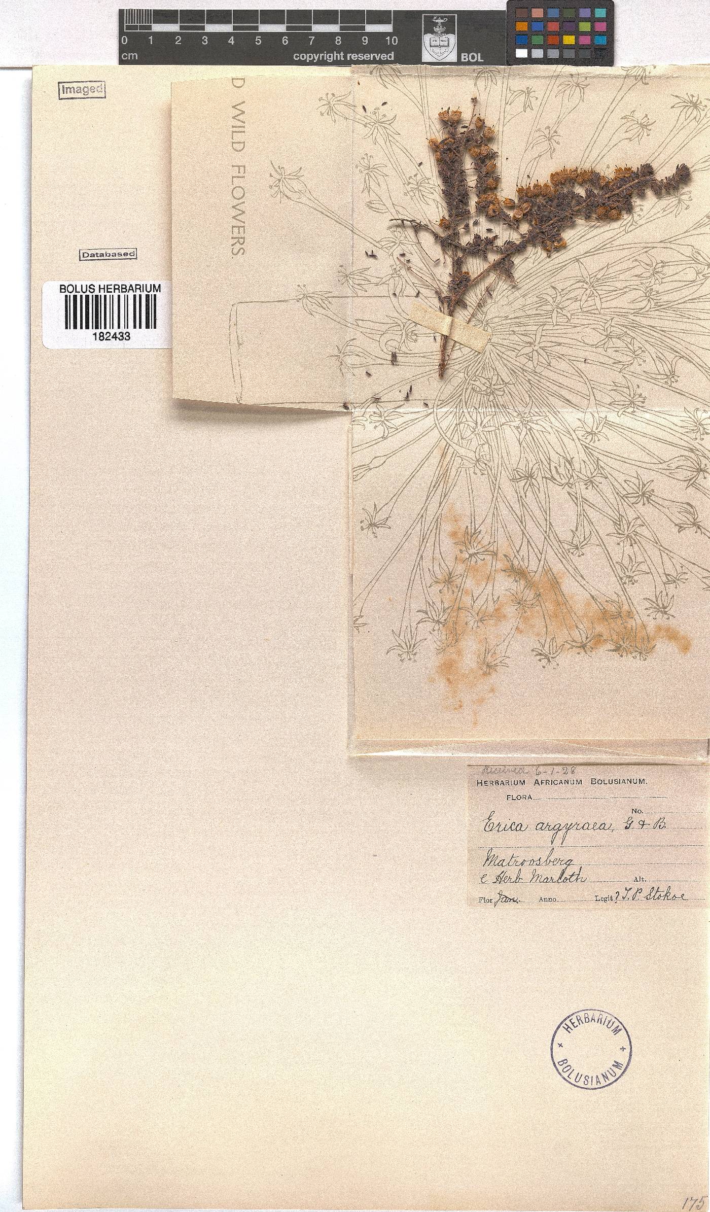 Erica argyraea image