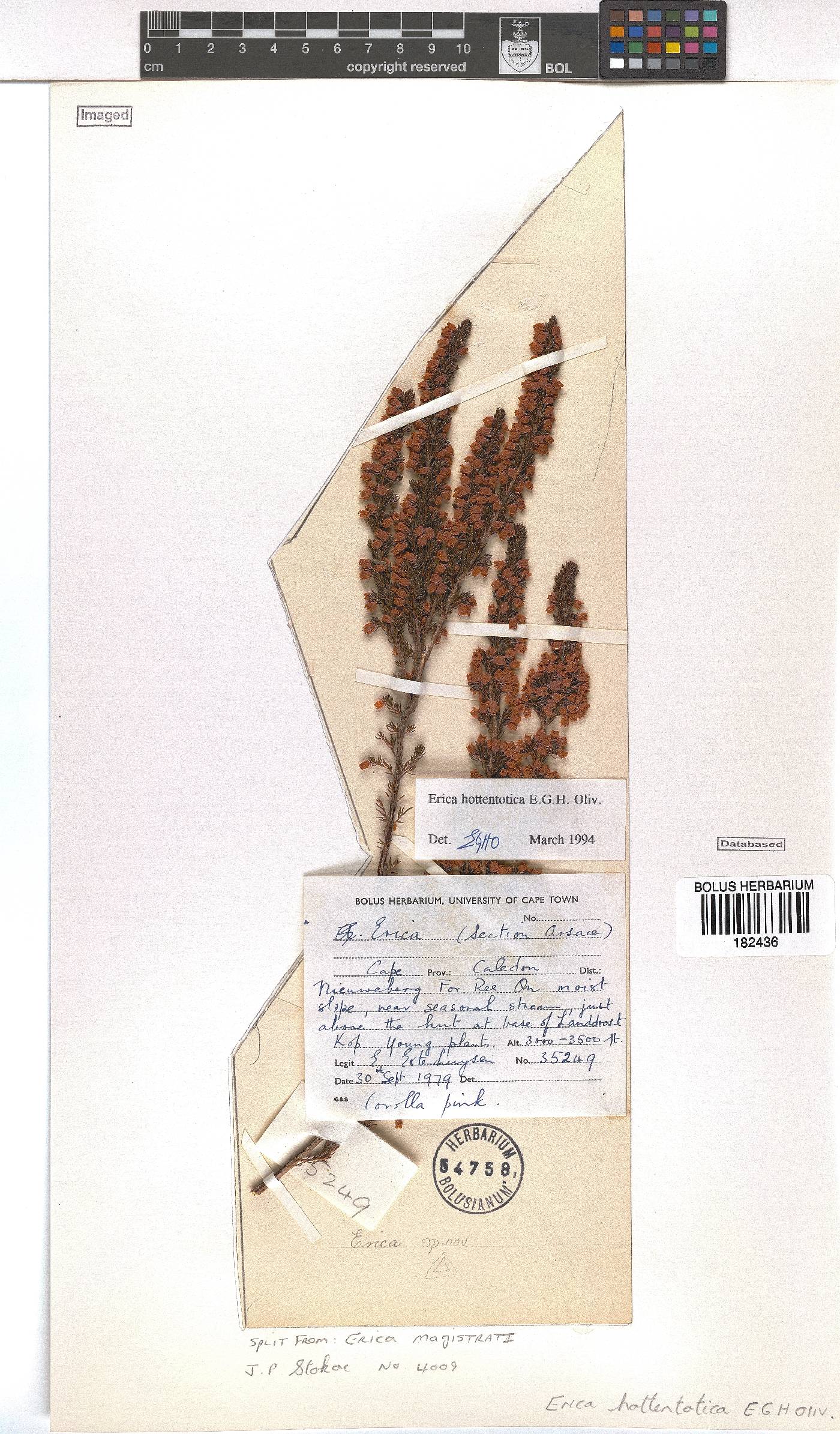 Erica hottentotica image