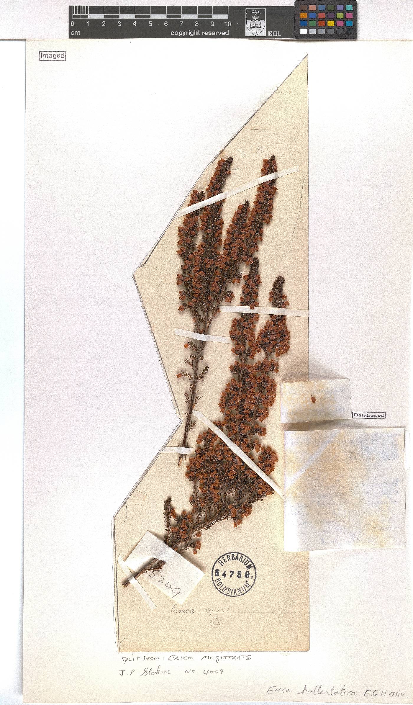 Erica hottentotica image