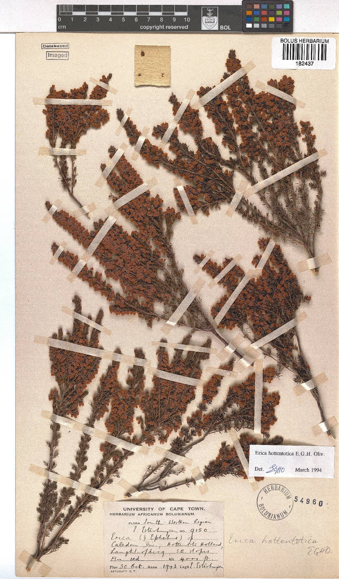 Erica hottentotica image