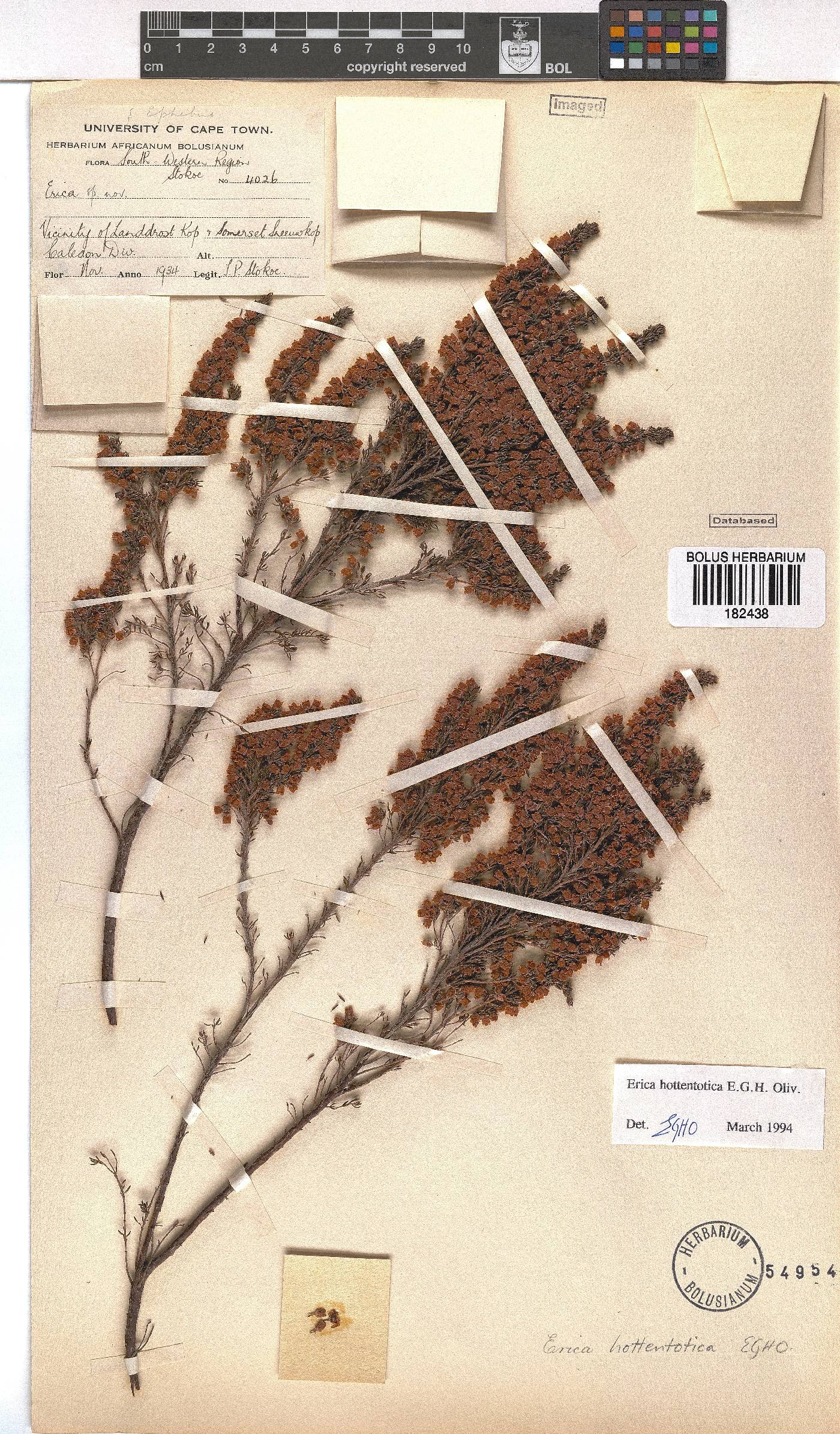 Erica hottentotica image