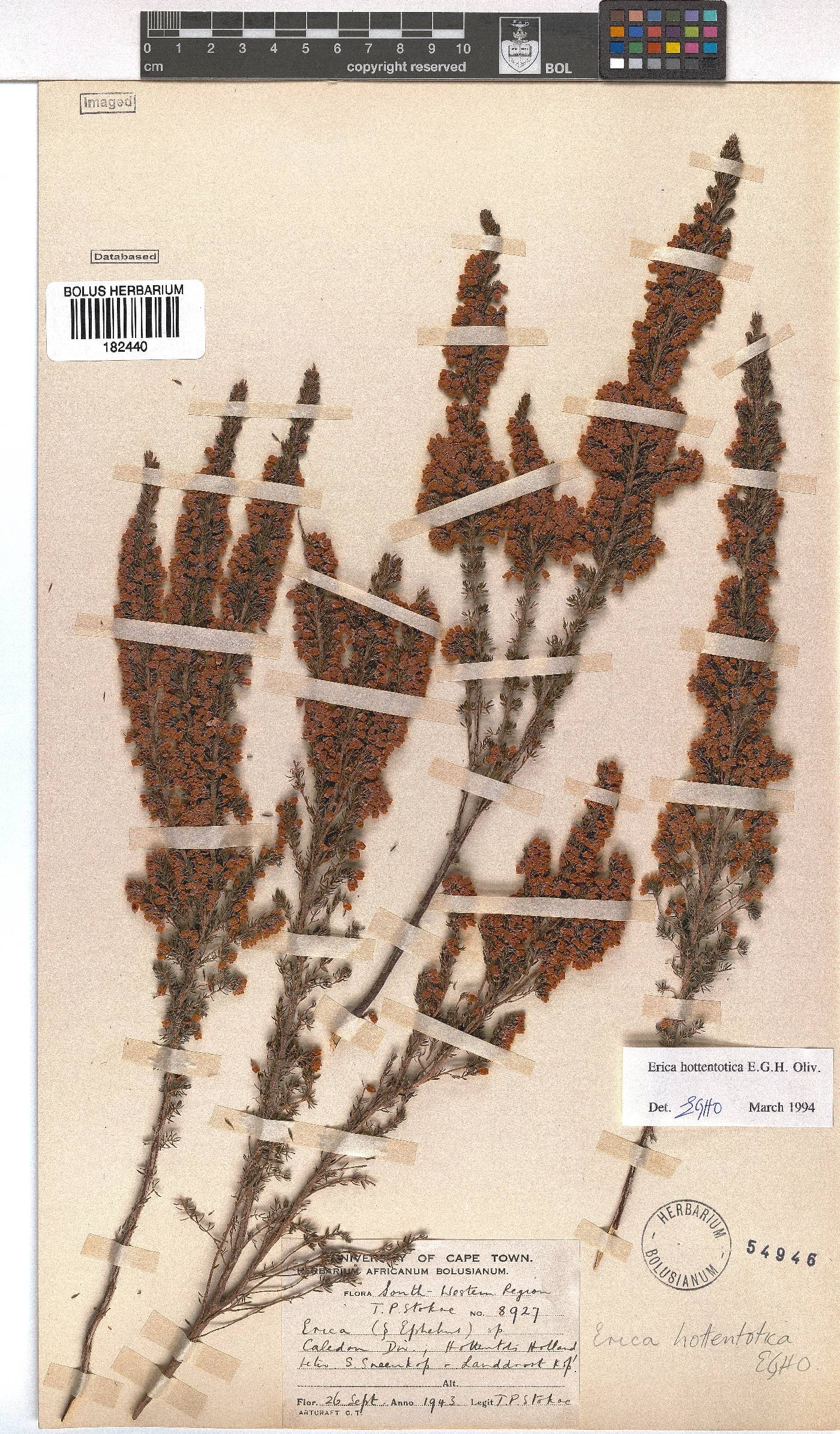 Erica hottentotica image