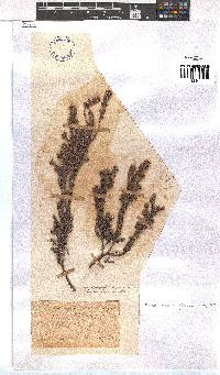 Erica esterhuyseniae image