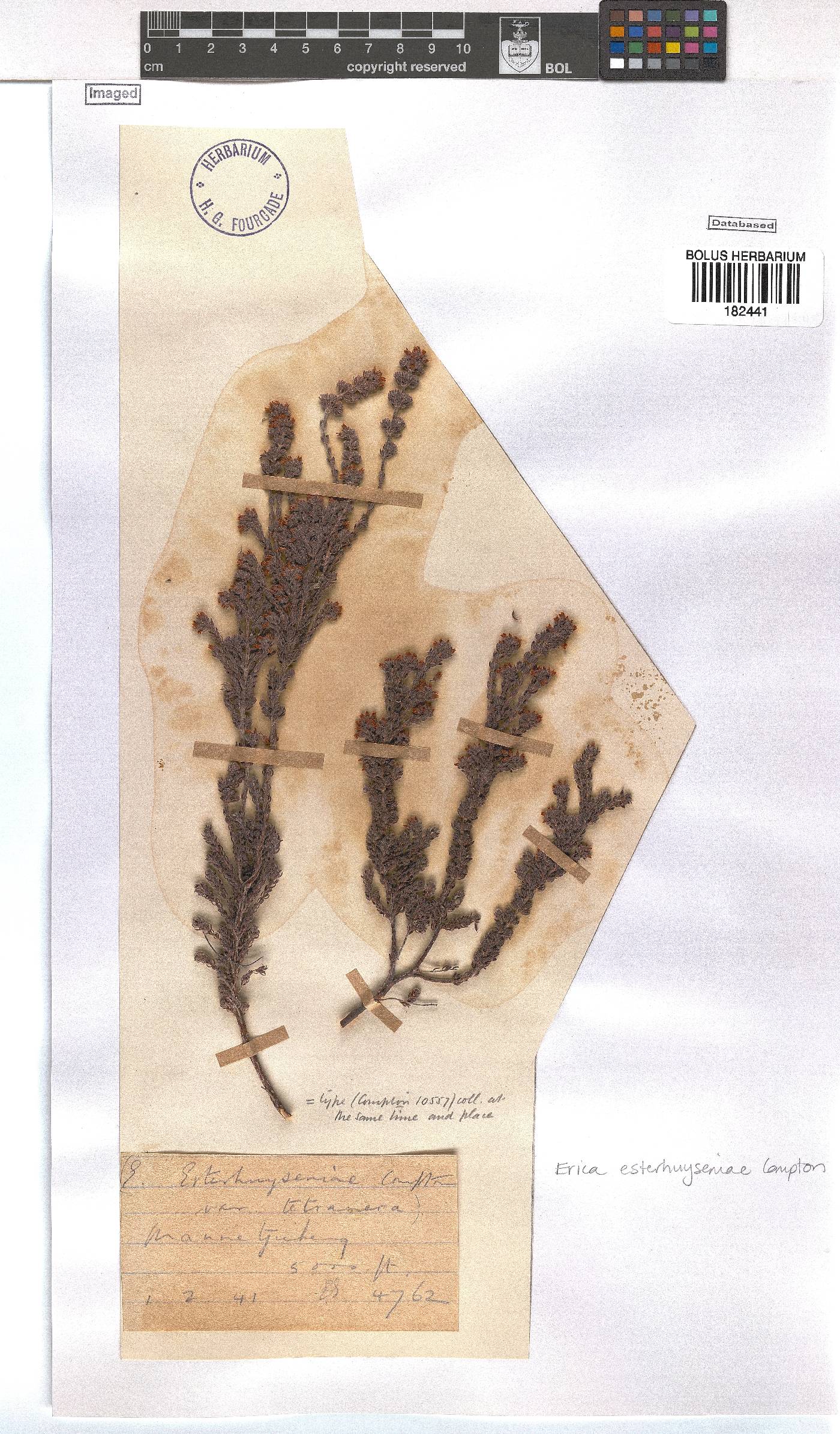 Erica esterhuyseniae image