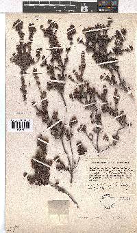 Erica esterhuyseniae image