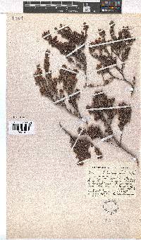 Erica esterhuyseniae image