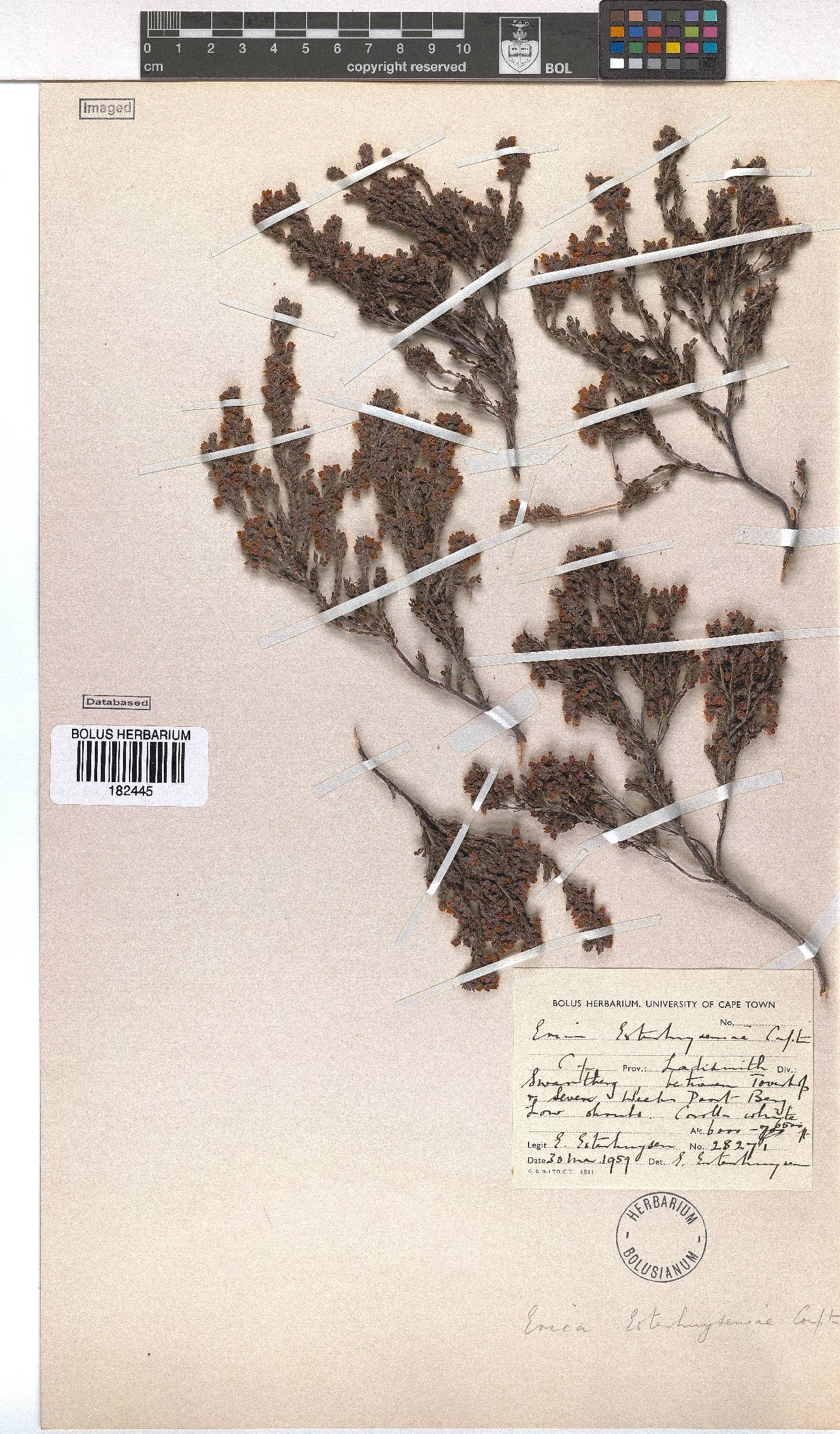 Erica esterhuyseniae image