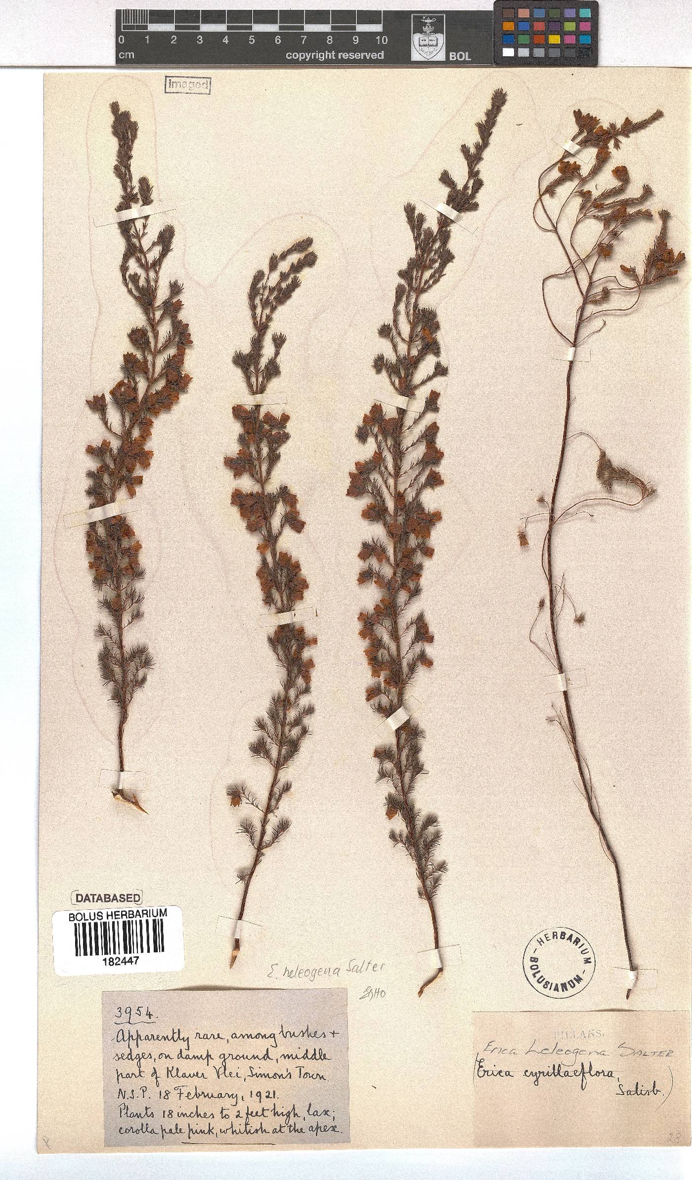 Erica heleogena image