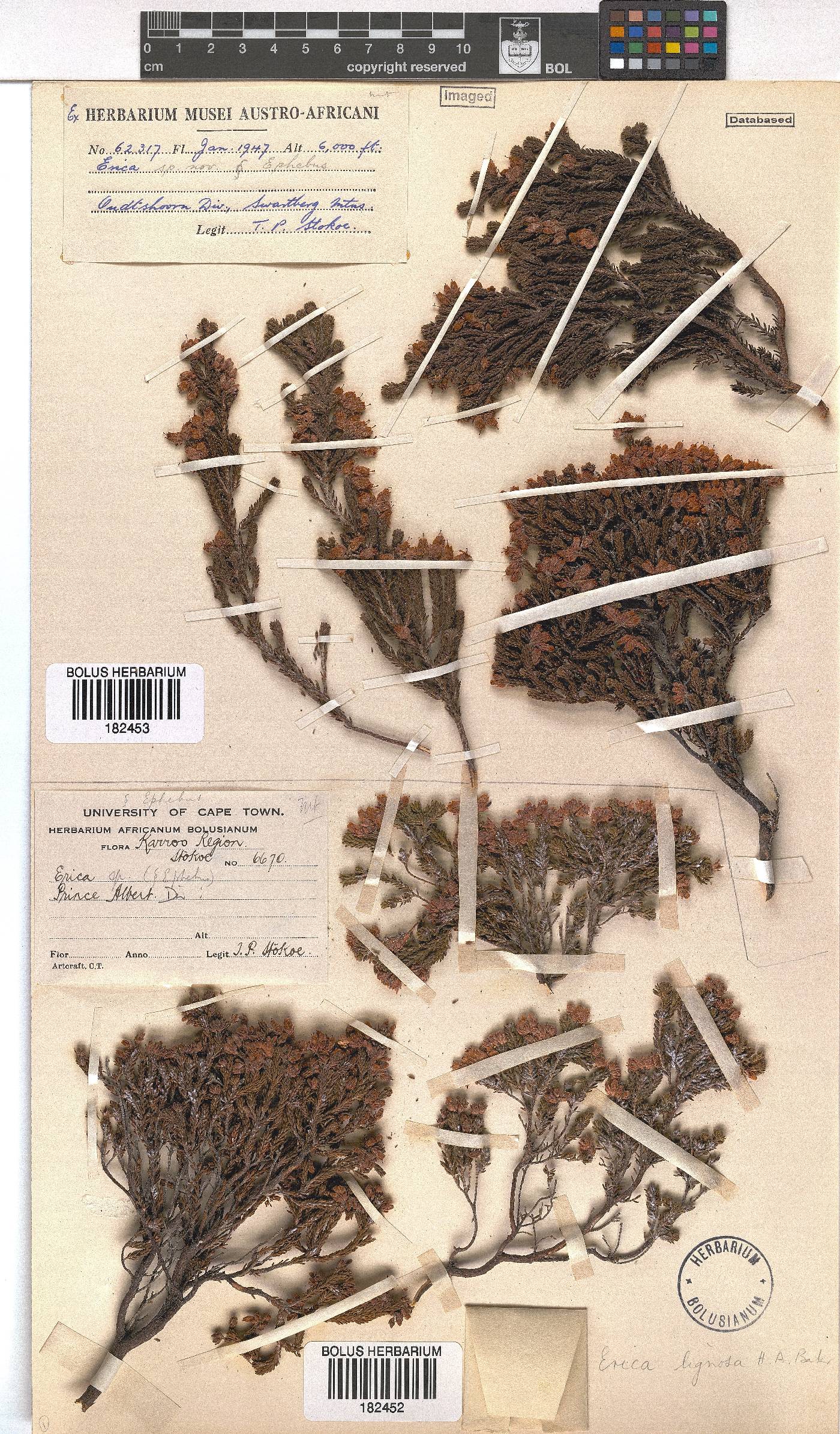 Erica lignosa image