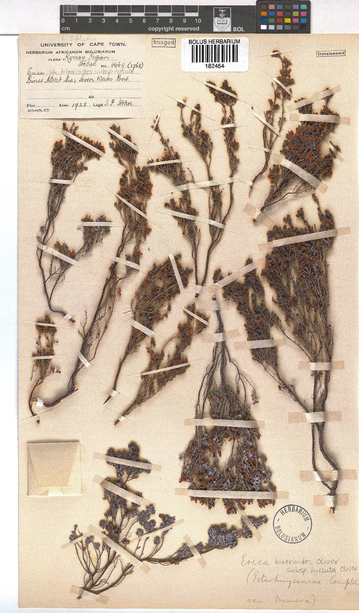 Erica blaerioides subsp. hirsuta image