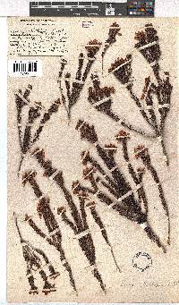 Erica phillipsii image